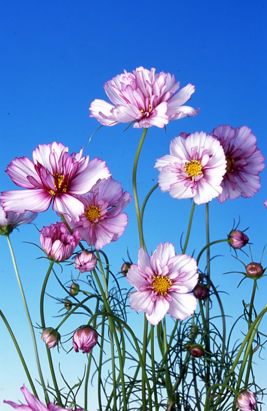 Cosmos Red Illusion Seed