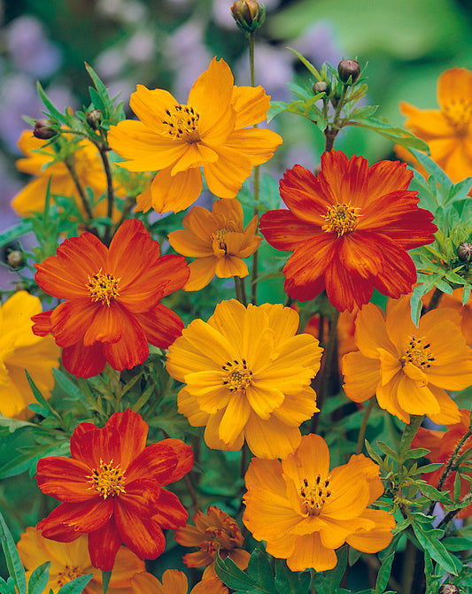 Cosmos Bright Lights Mix Seed