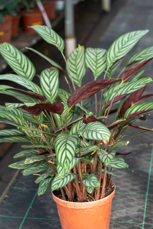 Ctenanthe Setosa Seedlings