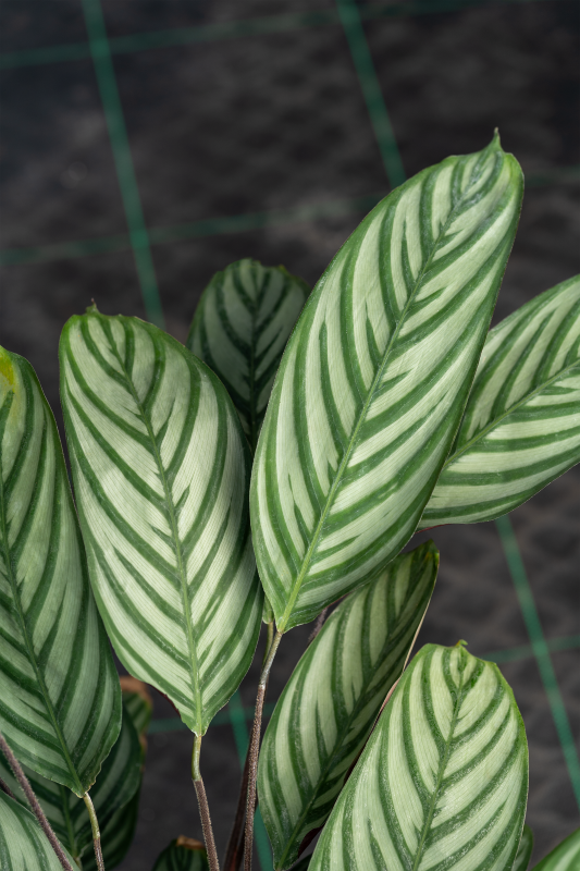 Ctenanthe Setosa Seedlings