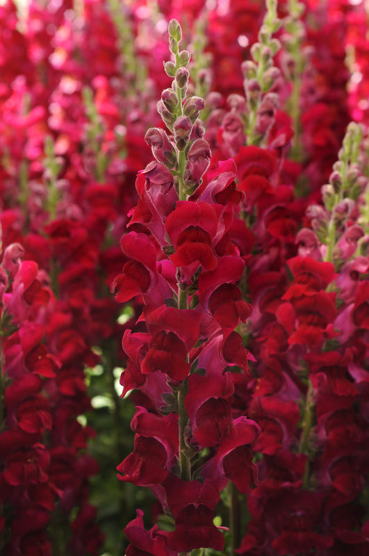 Antirrhinum Potomac Crimson Seed