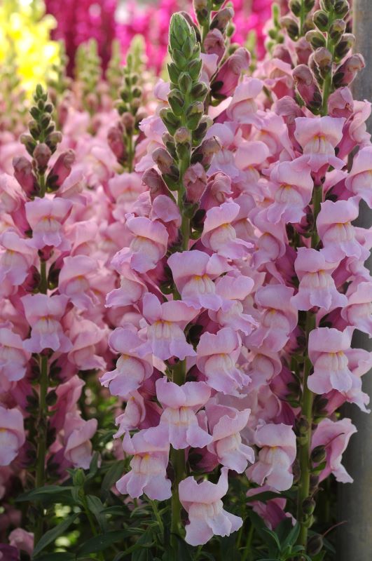 Antirrhinum Potomac Lavender Seed
