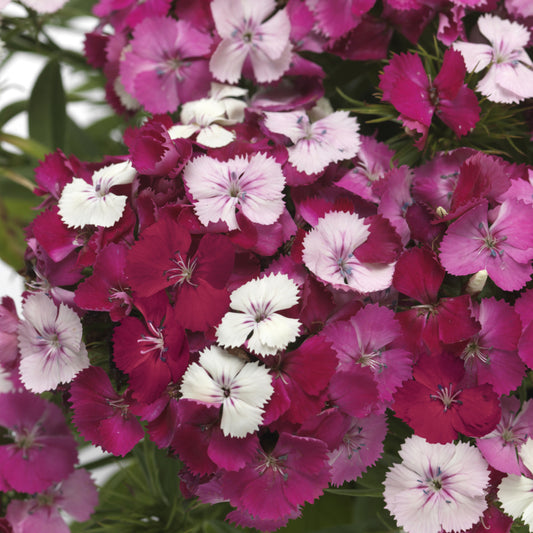 Dianthus Dart Pink Magician Seed