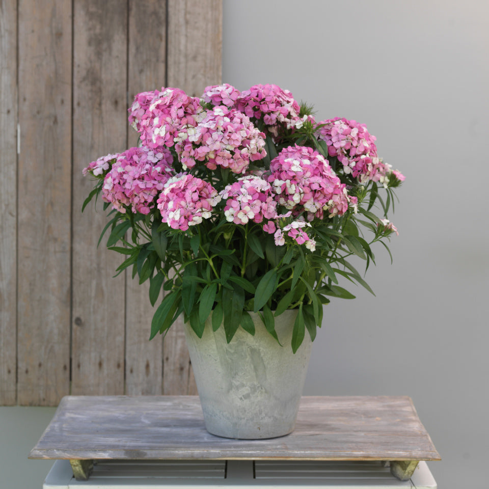 Dianthus Dart Pink Magician Seed
