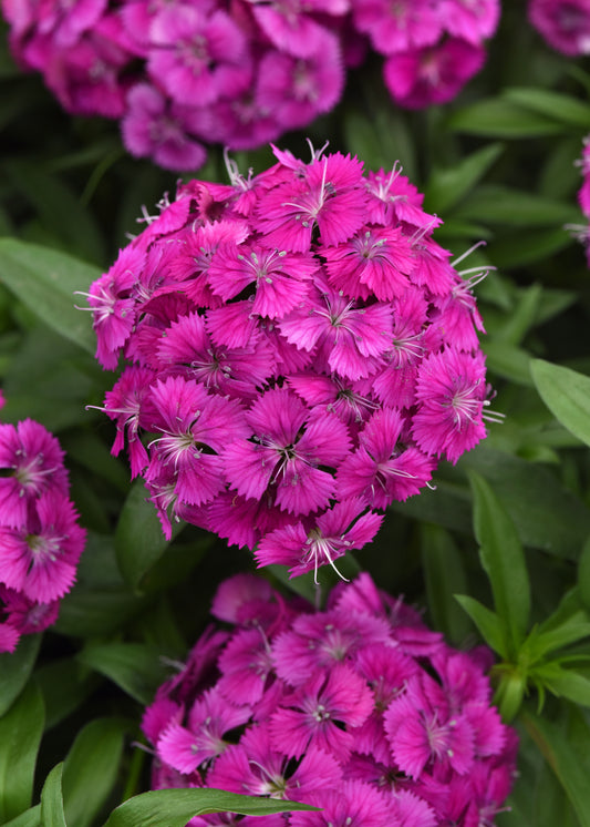 Dianthus Dart Purple Seed
