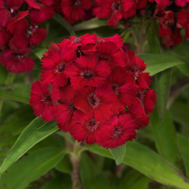 Dianthus Dart Raspberry Seed