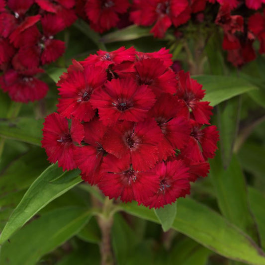 Dianthus Dart Raspberry Seed