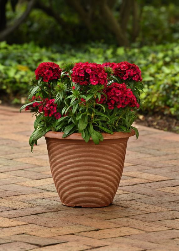 Dianthus Dart Raspberry Seed