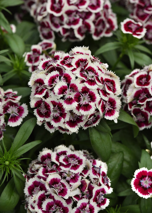 Dianthus Dart Red White Picotee Seed