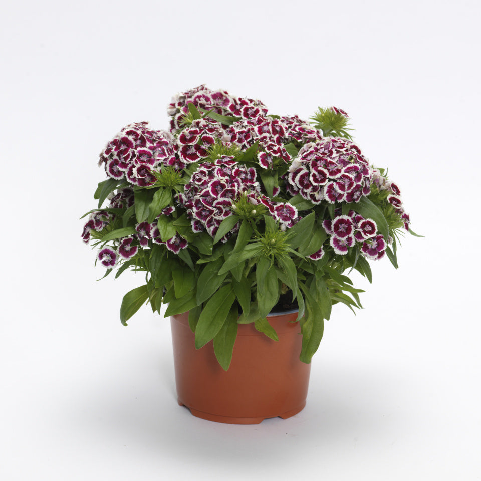 Dianthus Dart Red White Picotee Seed