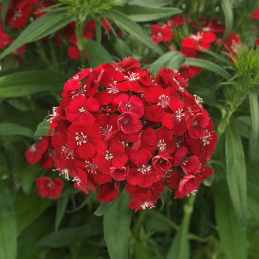 Dianthus Dart Scarlet Seed