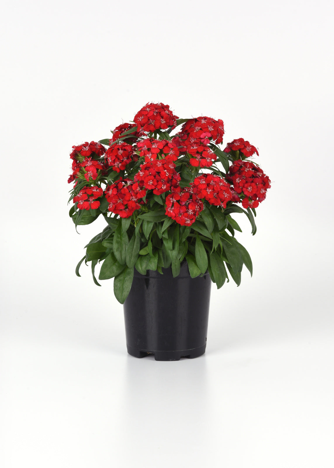 Dianthus Dart Scarlet Seed