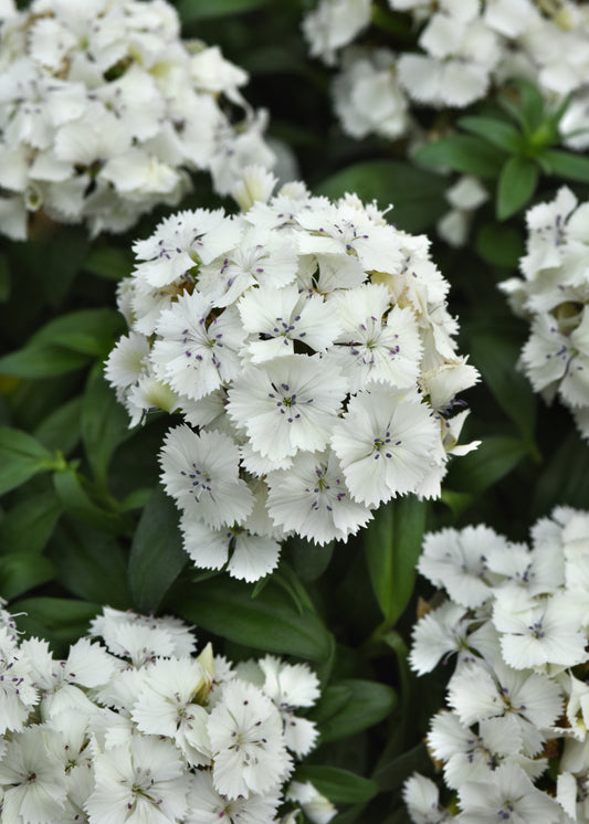 Dianthus Dart White Seed