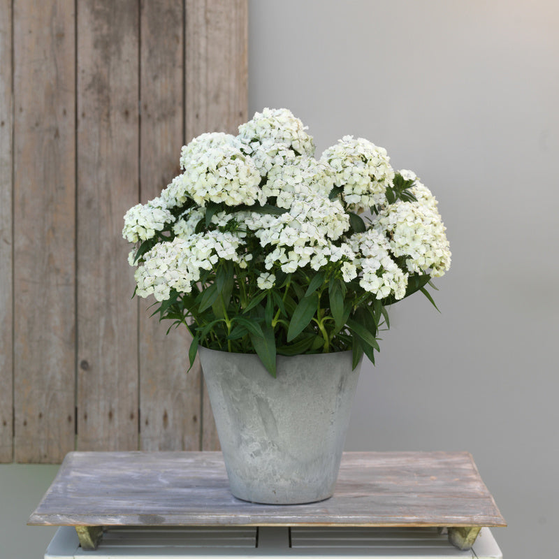 Dianthus Dart White Seed