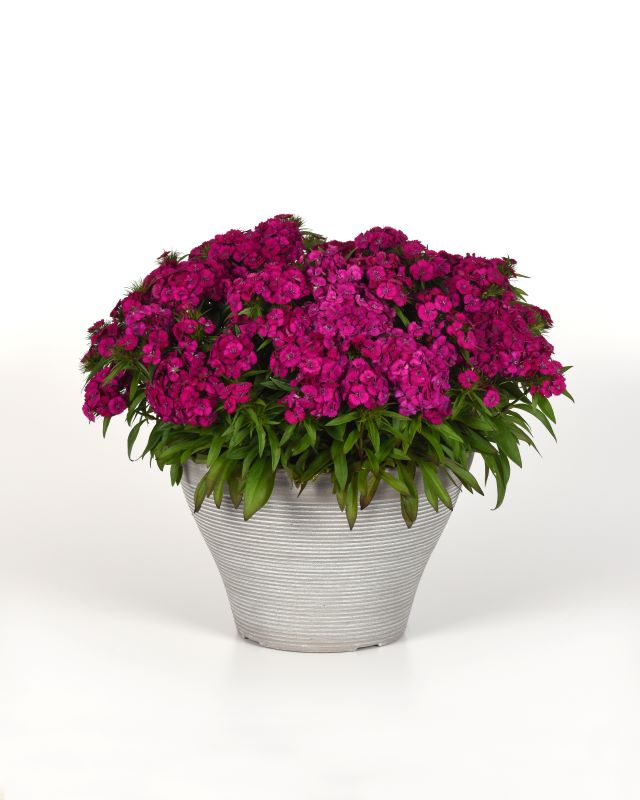 Dianthus Dart Purple Seed