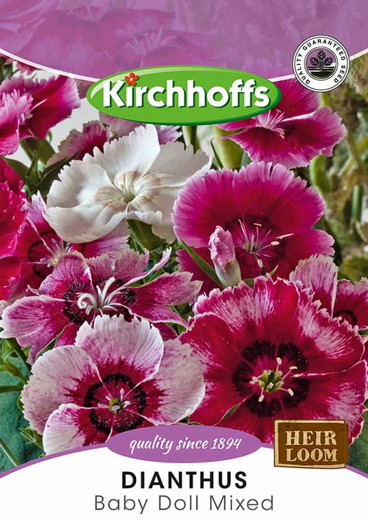 Dianthus Baby Doll Mixed