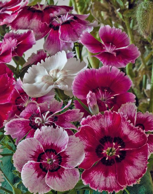 Dianthus Baby Doll Mix Seed