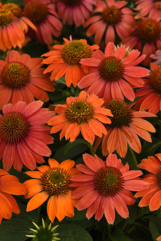 Echinacea Artisan Collection Red Ombre Seed