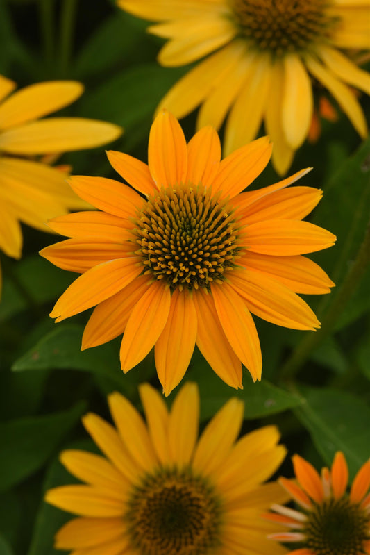 Echinacea Artisan Collection Yellow Ombre Seed