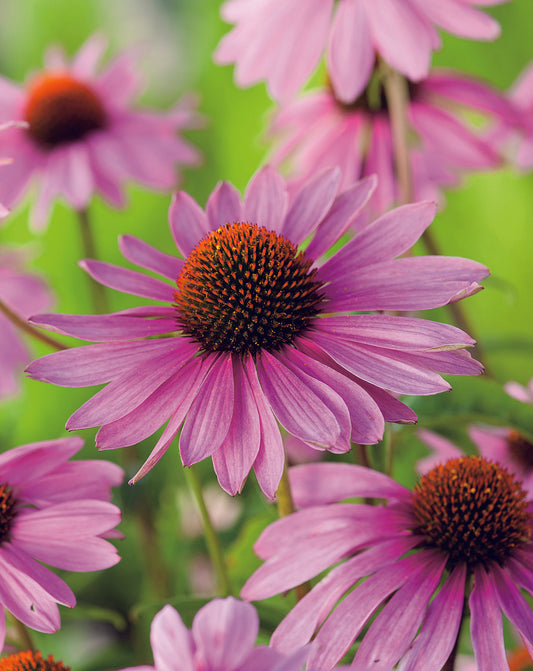 Echinacea Purple Cone Flower Seed