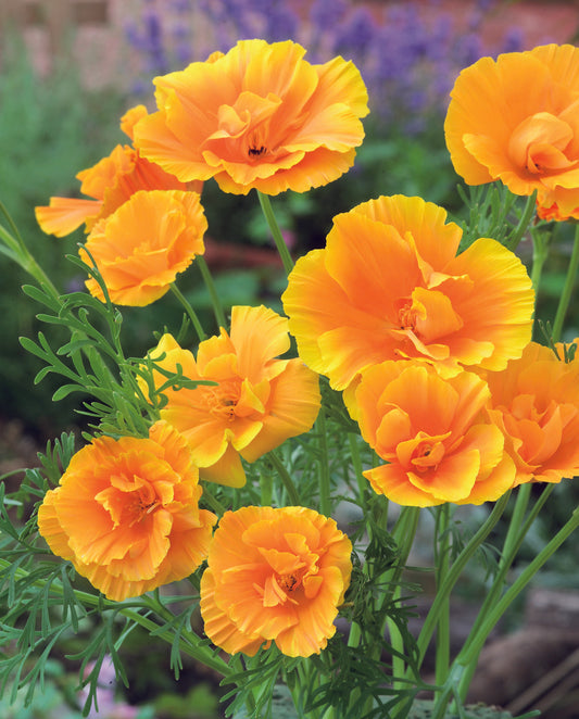 Escholtzia Mission Bell Mix (California Poppy) Seed