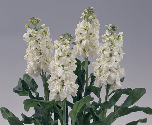 Stocks Noble White Seed