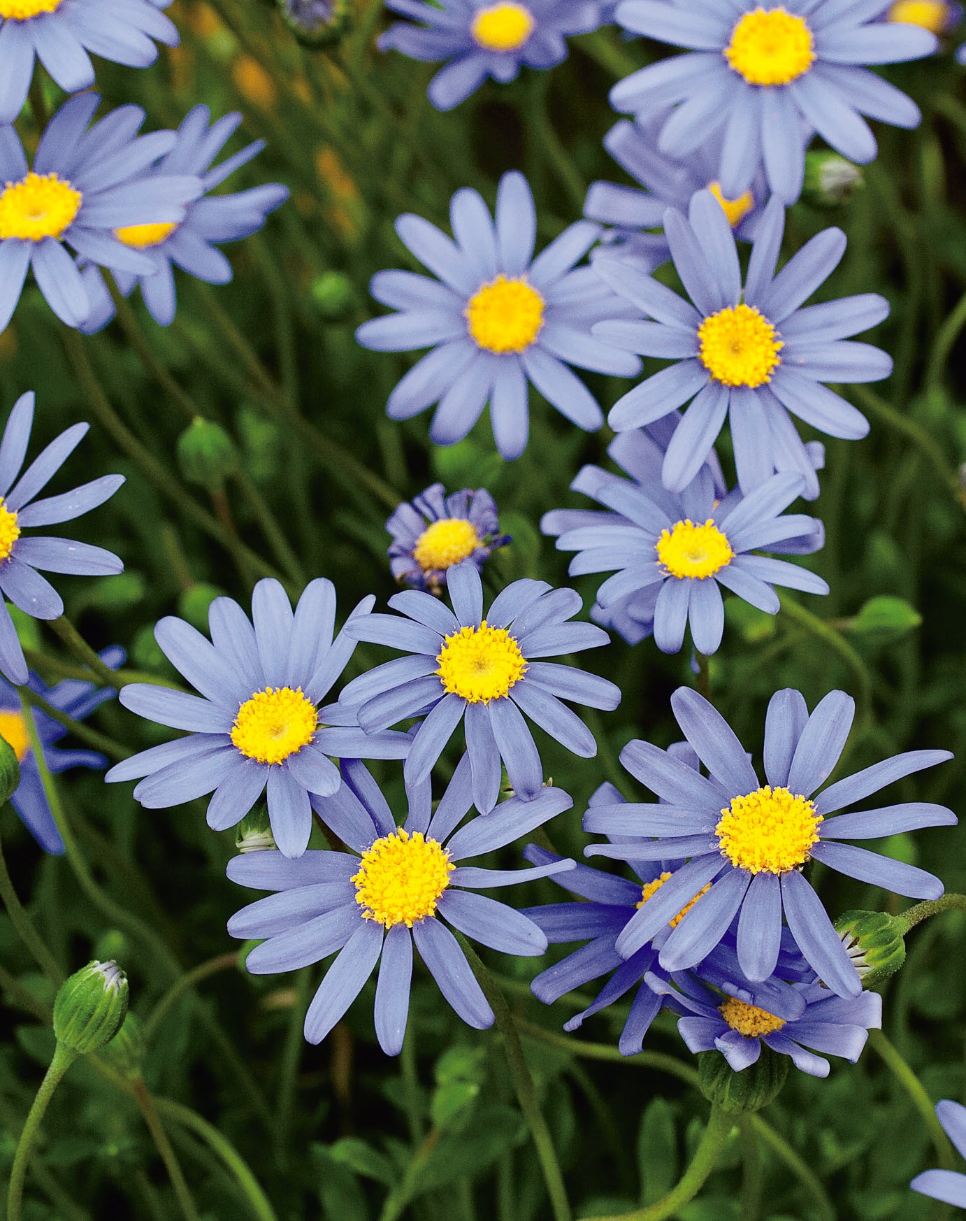 Felicia Blue Skies Seed
