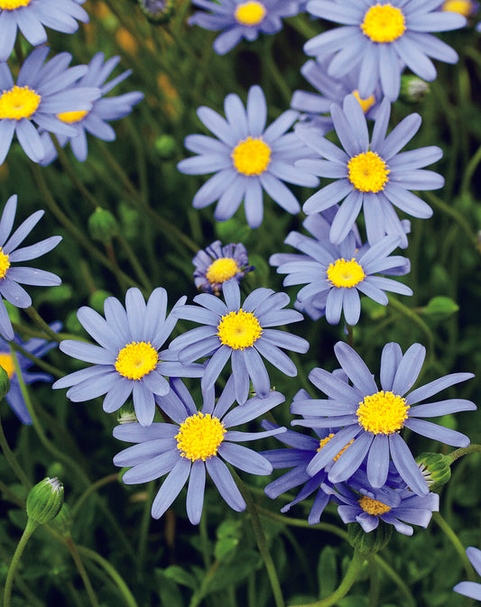 Felicia Blue Skies Seed