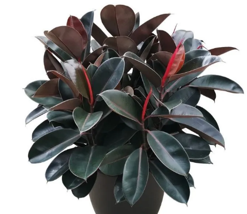 Ficus Elastica Burgundy Seedlings