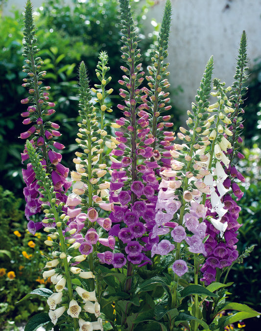 Foxglove Dwarf Foxy Mix Seed