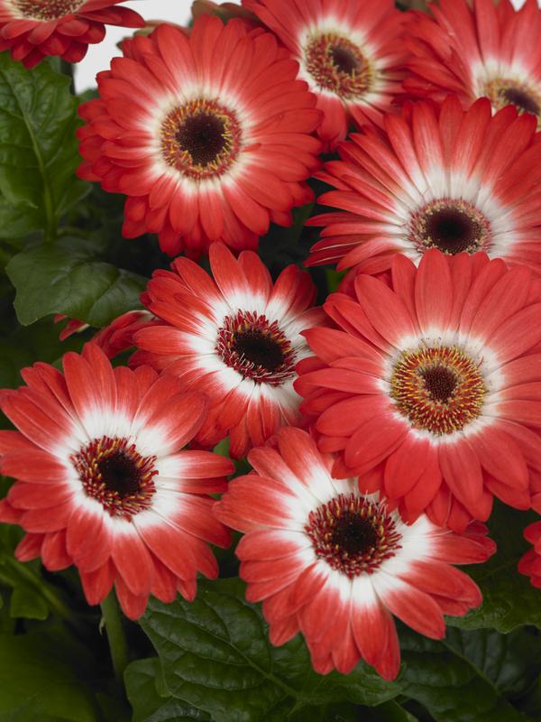 Gerbera Revolution Bicolour Red White