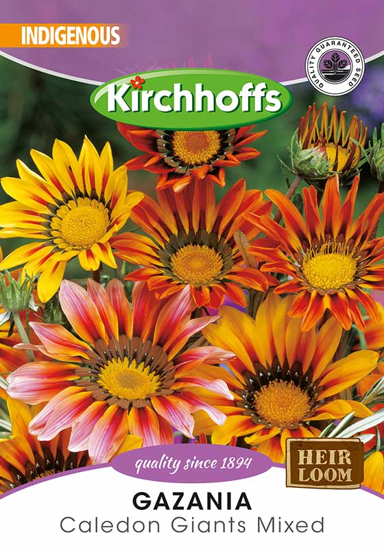 Gazania Caledon Giants Mixed