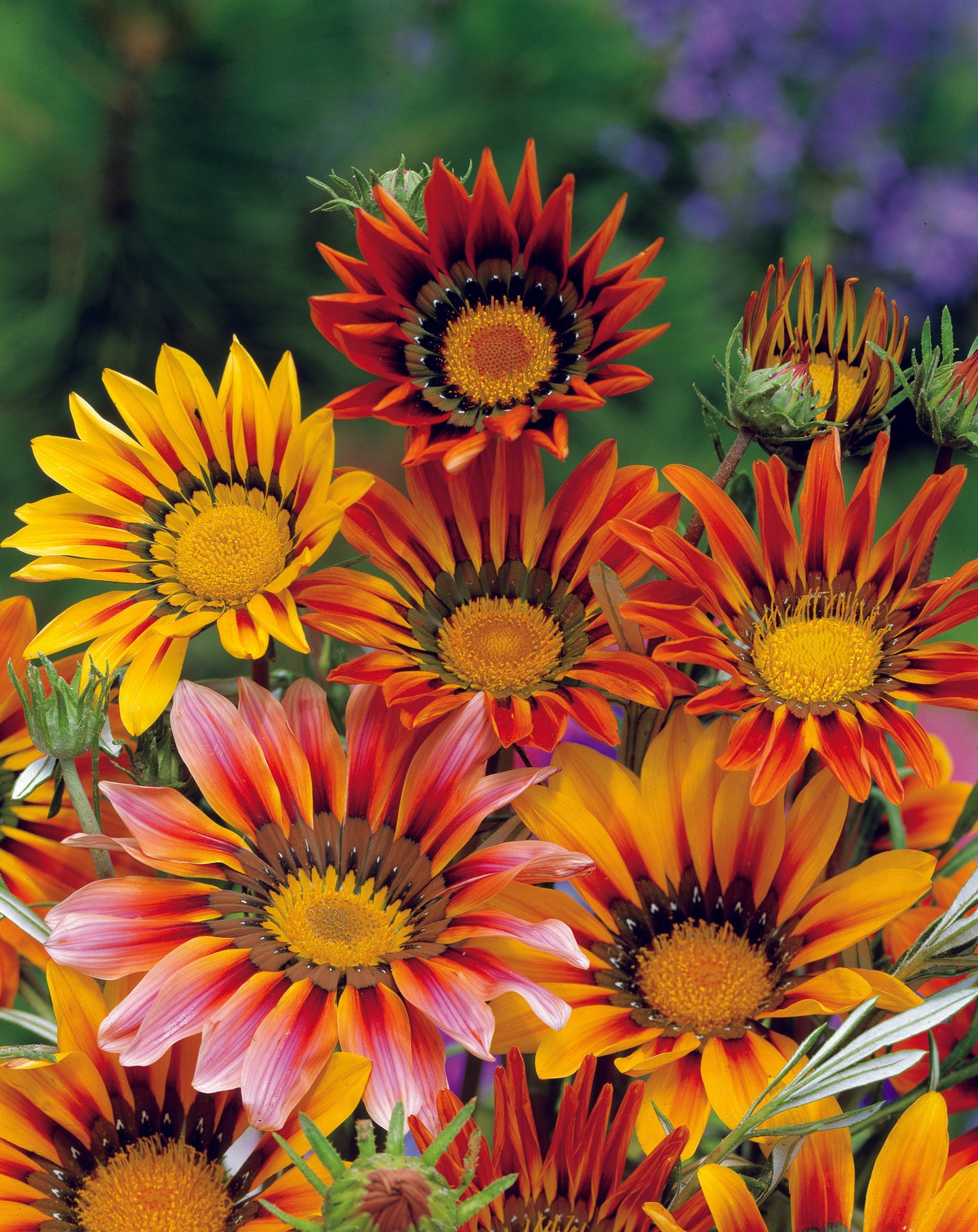 Gazania Sunshine Hybrids Mix Seed