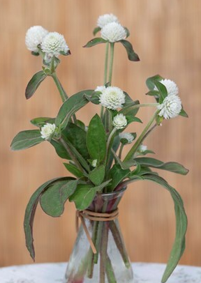 Gomphrena White Seed