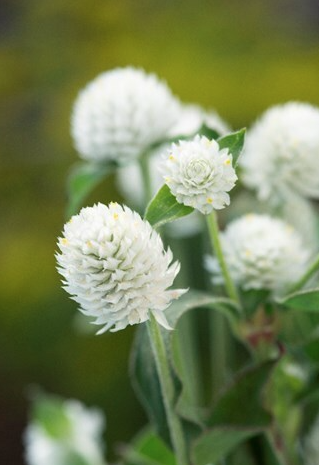 Gomphrena White Seed