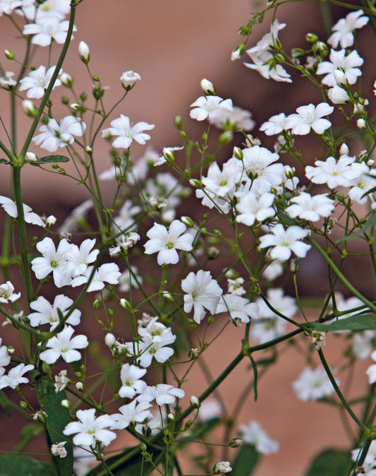 Gypsophila Single White Seed
