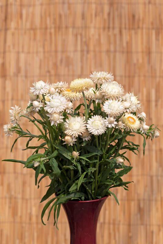 Helichrysum Bracteatum Frosted Sulphur Seed