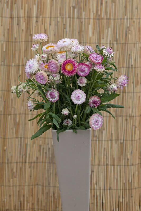 Helichrysum Bracteatum Silvery Rose Seed