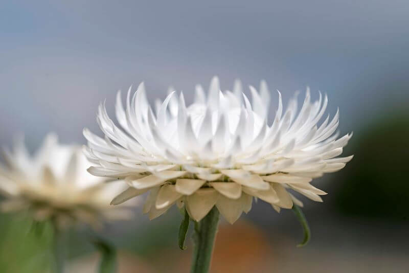 Helichrysum Bracteatum Silvery White Seed