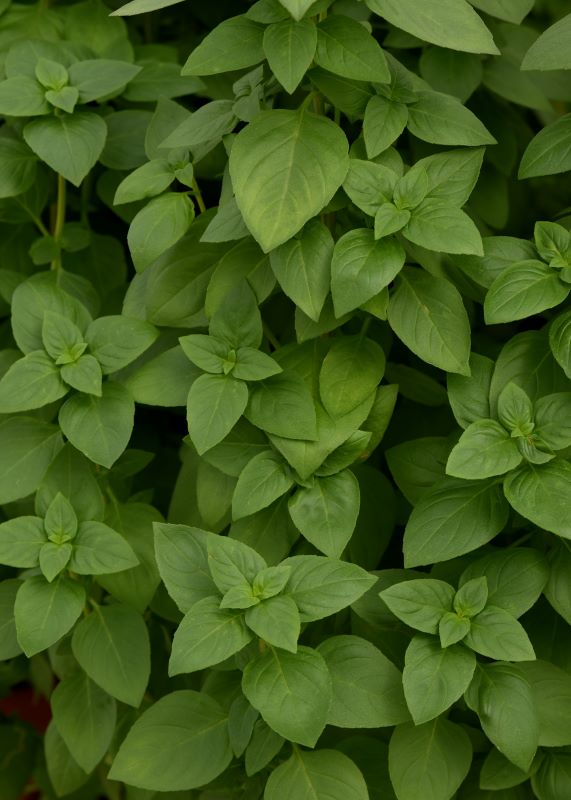 Basil Everleaf Lemon Seed