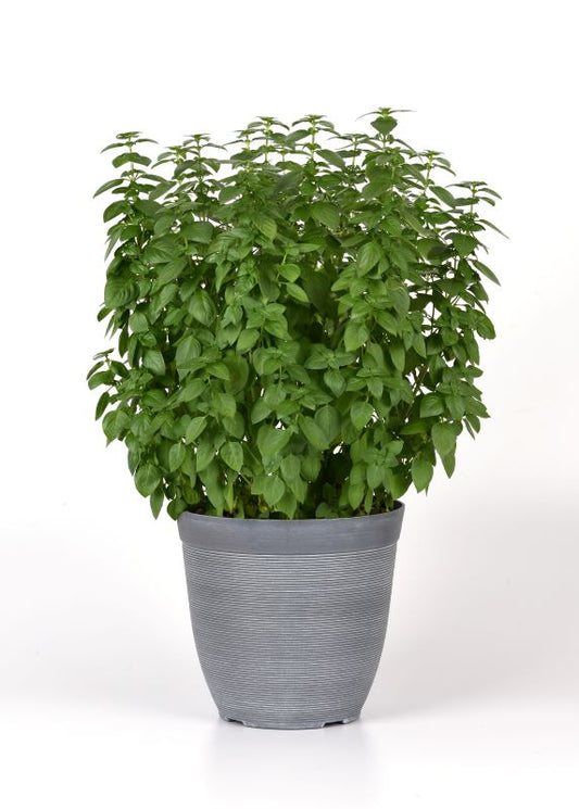 Basil Everleaf Lemon Seed