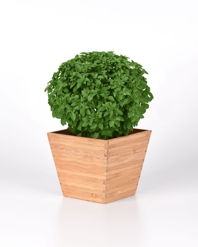 Basil Bonsai Seed