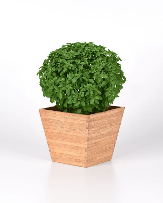 Basil Bonsai Seed