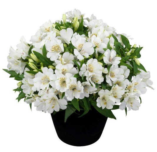 Alstroemeria Inticancha Sunburst Seedlings