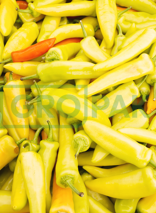 Capsicum Hungarian Hot Wax Seed