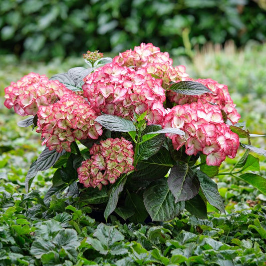 Hydrangea Magical Beauty Of Boskoop Seedlings