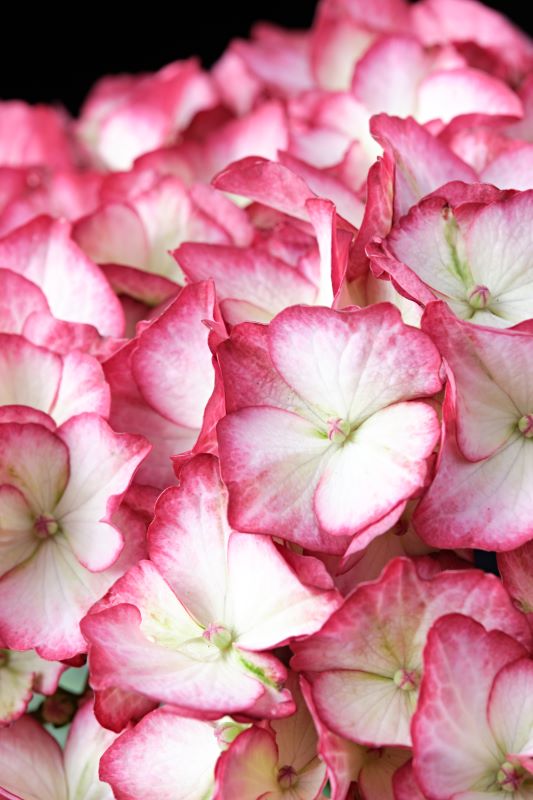 Hydrangea Magical Beauty Of Boskoop Seedlings