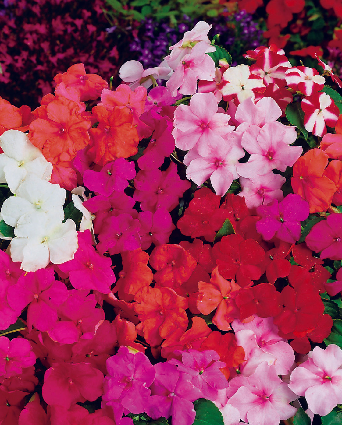 Impatiens F2 Colour Parade Mix Seed