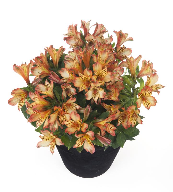 Alstroemeria Inticancha Bryce