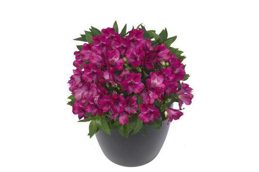 Alstroemeria Inticancha Machu